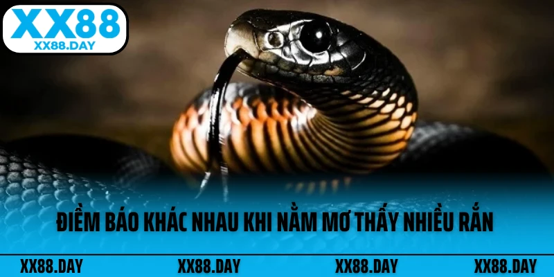 diem-bao-khac-nhau-khi-nam-mo-thay-nhieu-ran