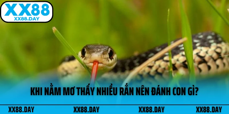 khi-nam-mo-thay-nhieu-ran-nen-danh-con-gi