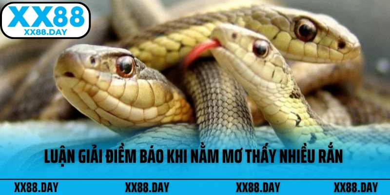 luan-giai-diem-bao-khi-nam-mo-thay-nhieu-ran