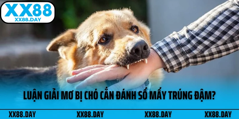 luan-giai-mo-bi-cho-can-danh-so-may-trung-dam
