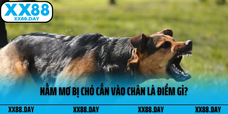 nam-mo-bi-cho-can-vao-chan-la-diem-gi